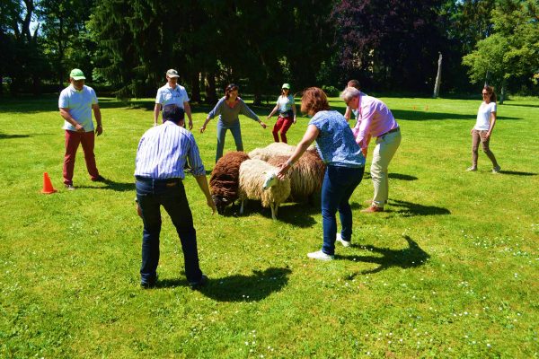 workshop-schapendrijven-events-company-1